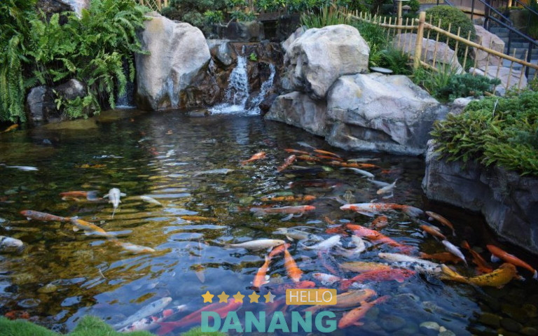 Koi Service Đà Nẵng, TP. Đà Nẵng