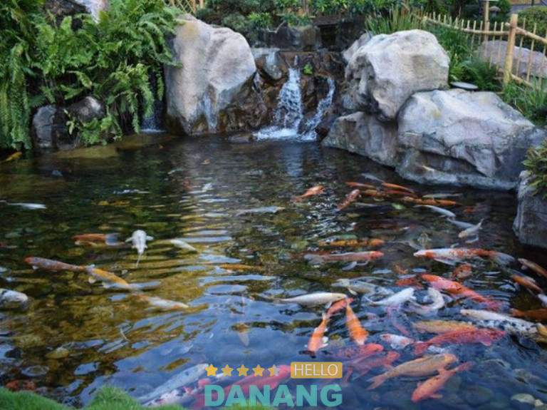 Công Ty Koi Lover, TP. Đà Nẵng
