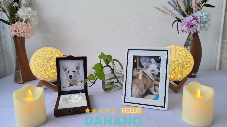 My Pet's Animal Hospital