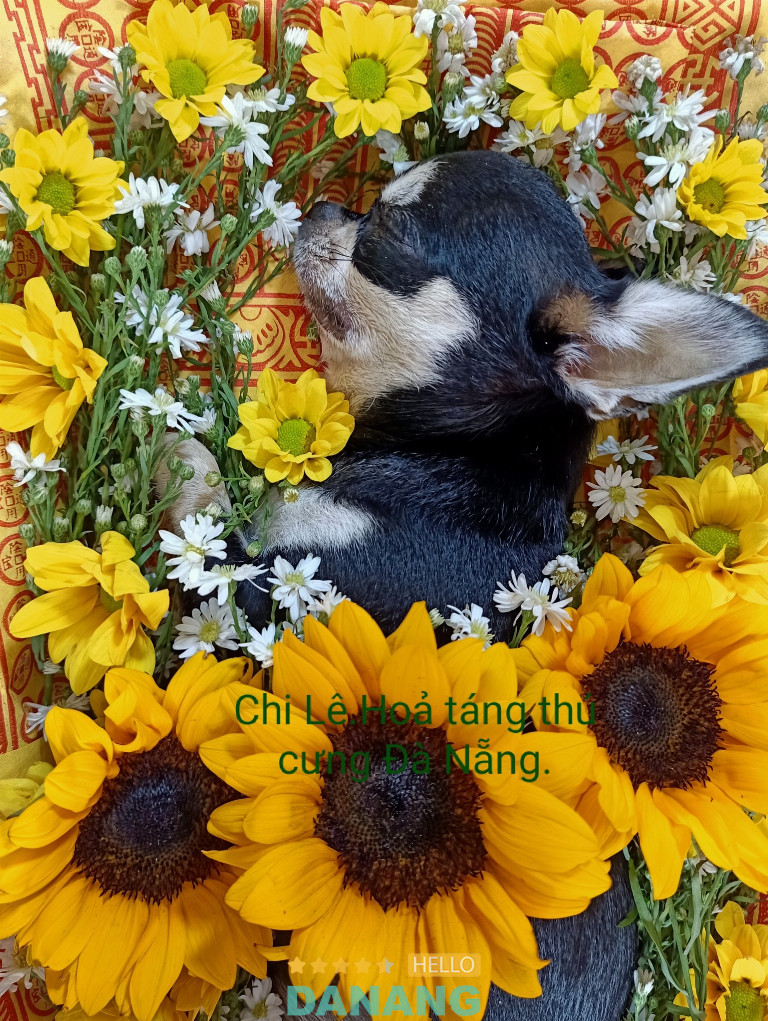 Dịch vụ hoả táng thú cưng Chi Lê Đà Nẵng