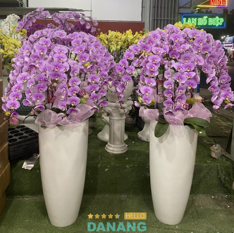 Lan Hồ điệp ở Đà Nẵng FLoLi hải Châu