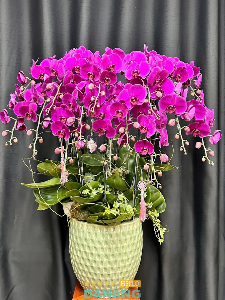 Shop Lan Hồ Điệp ở Hải Châu Đà Nẵng FLoLi