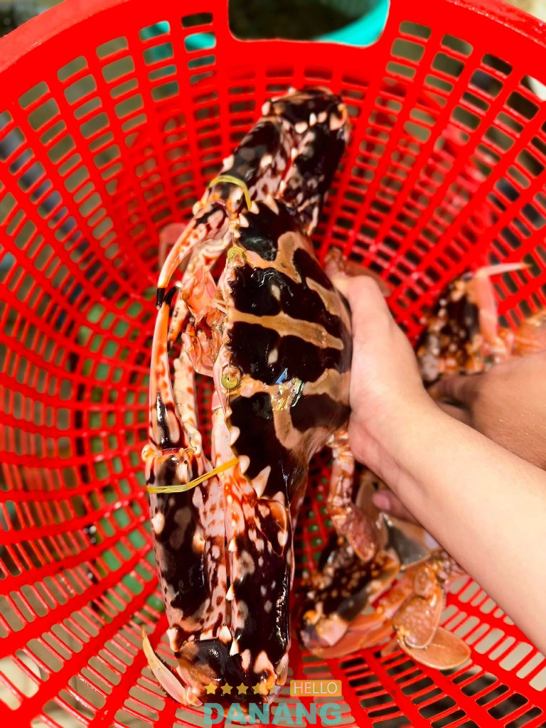 Hải Sản Thời Cổ – P. Ngũ Hành Sơn