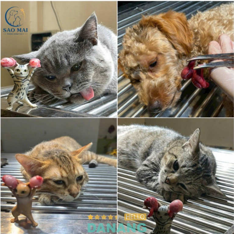 Phòng khám thú y sao mai đà nẵng